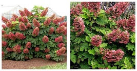 NEW! HYDRANGEA &#39;RUBY SLIPPERS&#39;- PLANT- APPROX 5-7 INCH - £38.41 GBP