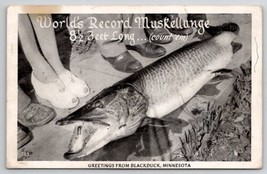 Blackduck MN Greetings World&#39;s Record Muskellunge Big Fish 1948 Postcard... - £11.75 GBP