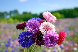 500 Dwarf Bachelor Button Polka Dot Mix Flower Seeds Container Cut Dried Flowers - £14.14 GBP