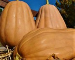 Kentucky Field  Pumpkins Seeds 5 Seeds Non-Gmo   Fast Shipping - £6.41 GBP