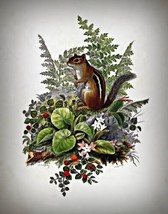 Chipmunk by Olive E. Whitney. Animals Repro. Giclee - £6.85 GBP+