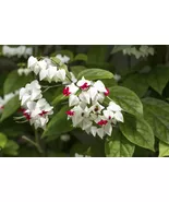 Bleeding Heart Live Plant | Clerodendrum thomsoniae | Rooted Starter | Red White - $39.50