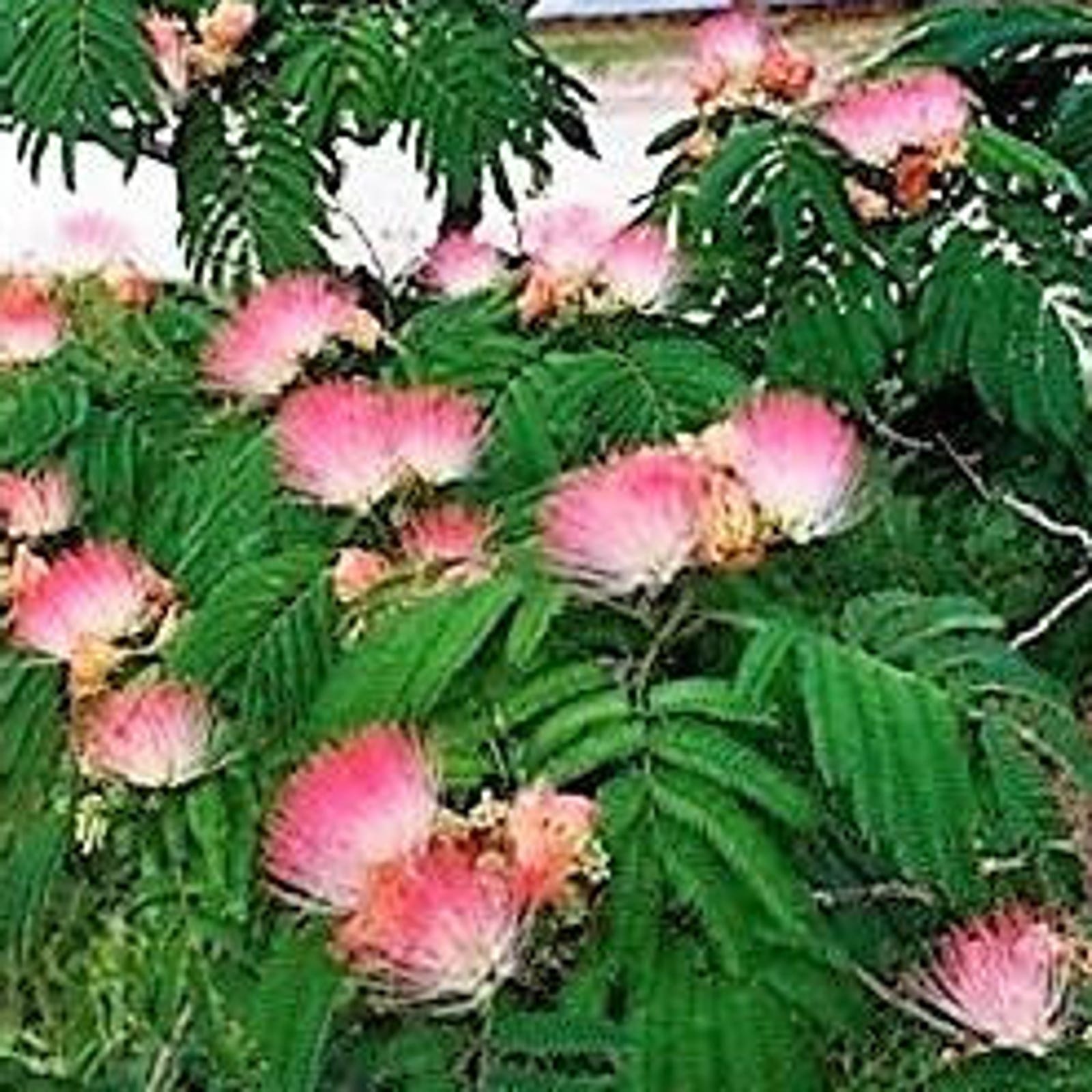 25-mimosa-persian-silk-tree-albizia-julibrissin-seeds-fresh-seeds