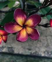 VP Dark Purple Yellow Plumeria Plants Flower Flowers Perennial 5 Seeds - £6.31 GBP