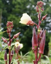 SML 2 Oz Brown Speckled Pea Bulk Seeds - $12.69
