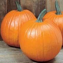 Grow In US Young&#39;S Beauty New England Pie Pumpkin Seeds 15 Ct Halloween Carving - £6.79 GBP