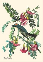Gray Kingbird by John James Audubon - Art Print - £17.37 GBP+