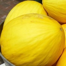 Fresh Crenshaw Melon Fruit Seeds Arto - $9.00