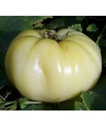 KKG 25 Great White Tomato Seeds Fresh Garden - $9.89
