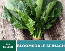 150 Seeds Bloomsdale Spinach Seed Spinacia oleracea Heirloom Vegetable Non-GMO - £15.77 GBP