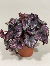 Rex Begonia King Cumbia Live Plant, Painted Leaf Begonia, Fancy Leaf Beg... - £19.52 GBP