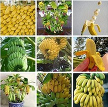 100Pcs Dwarf Banana Tree Seeds Fruits Fresh Seeds - $5.19