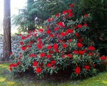 Jean Marie de Montague~Rhododendron Starter plant - £31.14 GBP