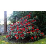 Jean Marie de Montague~Rhododendron Starter plant - £31.14 GBP