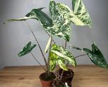 Alocasia Zebrina Variegata Variegated Rare Live Starter Indoor Plant Corms - $13.99+