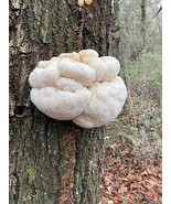 Why Oyster Mushrooms try something new Lions Mane and Much Much More! - $10.11