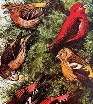 Crossbill Varieties Finches 1936 Bird Art Lithograph Color Plate Print D... - $557.00 MXN