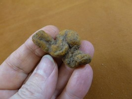 (PP445-16) 1&quot; Genuine Fossil Turtle Poop Coprolite Dung Weird Washington State - £11.43 GBP