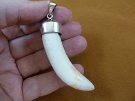 g968-35-24) Big 2-5/8&quot; Gator Alligator Tooth Teeth Silver Capped Pendant Jewelry - £125.83 GBP