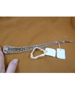 (sj83-24) 2-1/4" CUCKOO RAY jaw + tail piece Raja fleurie jaws t**th sci... - $2,593.17 MXN (sj83-24) 2-1/4" CUCKOO RAY jaw + tail piece Raja fleurie jaws t**th sci... - $2,593.17 MXN