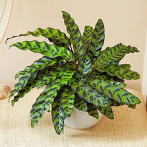 25 Seeds Rattlesnake Calathea For Garden Planting USA - £8.46 GBP