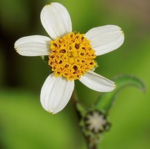 New Fresh Seeds Bidens Pilosa Butterfly Needles Hairy Beggarticks Spanish Needle - £16.93 GBP