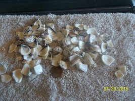 approx 500 grams drilled Sea Shell Beads assorted sizes fun to work with - $9.49