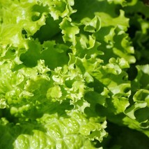 USA SELLER Lettuce Seeds Royal Oakleaf 400 Seeds Fresh New - $9.69