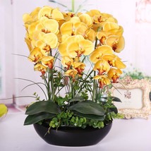 100 Seeds Yellow 7 Types Phalaenopsis Orchid Flower  Rare Butterfly plan... - £23.12 GBP