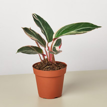 4&quot; Pot - Stromanthe Triostar - Houseplant - Living Room - Gardening - FREE SHIP - £49.56 GBP