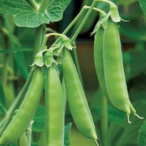 Sugar Daddy Snap Pea Seeds Organic US Fast Shipping - $36.94 MXN