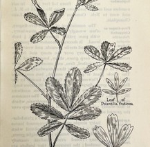 1905 Purple Cinquefoil Flower Print Pen &amp; Ink Lithograph Antique Art 6.7... - $19.99