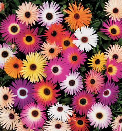 Ice Plant Seeds Livingstone Daisy Seeds Ground Cover Seeds Mixed Daisies... - £5.49 GBP