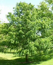 BALD CYPRESS TREE quart pot Taxodiun distichun image 4