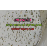 55+ Live Freshwater  0.75mm Size Seed Shrimp Culture Ostracods Parasite ... - $4.99