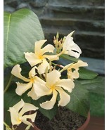 SYR 15 Seeds Climbing Frangipani House Flowers Fast Growing - $13.43