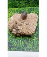 Partial Mosasaur tooth embedded in limestone ~ Morocco ~ - £44.38 GBP