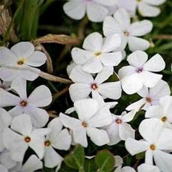 Phlox Mountain Linanthus Grandiflorus 200 Fresh Seeds - £10.70 GBP