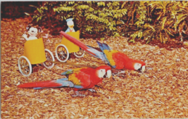 Postcard Florida Miami Parrot Jungle Bumper Jasper  1950s Unposted 5.5 x 3.5 &quot; - £6.12 GBP