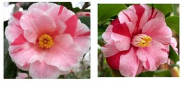 Live Plant - Lady Vansittart Variegated Camellia Japonica - Quart Pot - £44.87 GBP