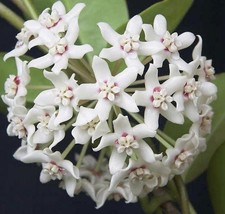 Vanilla Hoya Australis Vine Wax Live Plant Flower Approx 5 Inches - £16.97 GBP