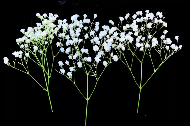 5000 Baby&#39;s Breath Seeds Easy to Grow Annual Flowers - £11.28 GBP