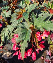 Lana Angel Wing Begonia Live Plant - 10-15&quot; (Bright Pink Flowers) - £19.72 GBP