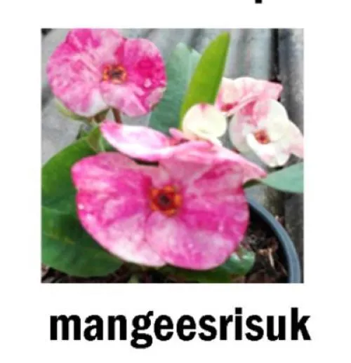 Mangeerisuk Crown Of Thorns Euphorbia Milii Christ Plant Starter Plant G... - $35.98