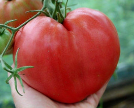 THJAR 30+ Anna Russian Tomato Seeds - Heirloom - Organic - NON GMO --- FRESH --- - £5.52 GBP