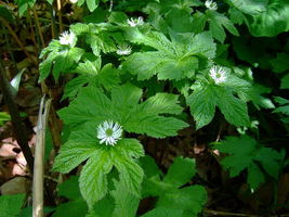 12 goldenseal root systems,Hydrastis canadensis  - £5.99 GBP