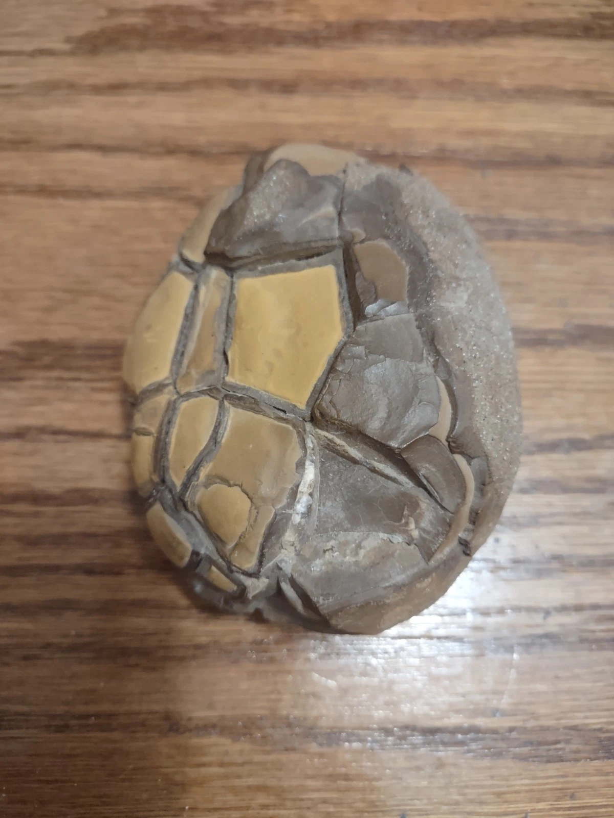 Rare Petrified Turtle Dinosaur Egg Embryo from Mohave Desert near Colora... - $7,828.78 MXN