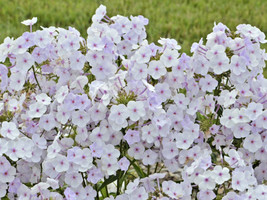 OKB Fragrant Tall Garden Phlox &#39;Lavender Ice’ Plant 4” Pot Incredibly Ea... - £23.12 GBP
