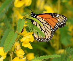 300 Yellow Partridge Pea Sleeping Plant Sensitive Pea Chamaecrista Flower Seeds  - $14.20