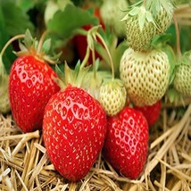 Albion Everbearing Strawberry 25 Bare Root Plants - NEW! Extra Large &amp; S... - £24.97 GBP